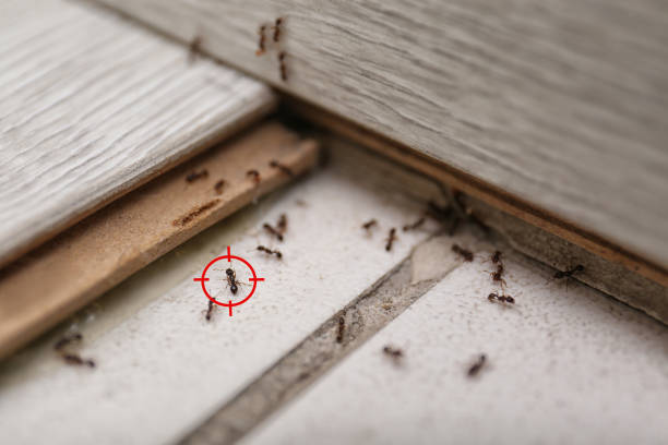 Best Cockroach Control Services  in Lancaster, WI